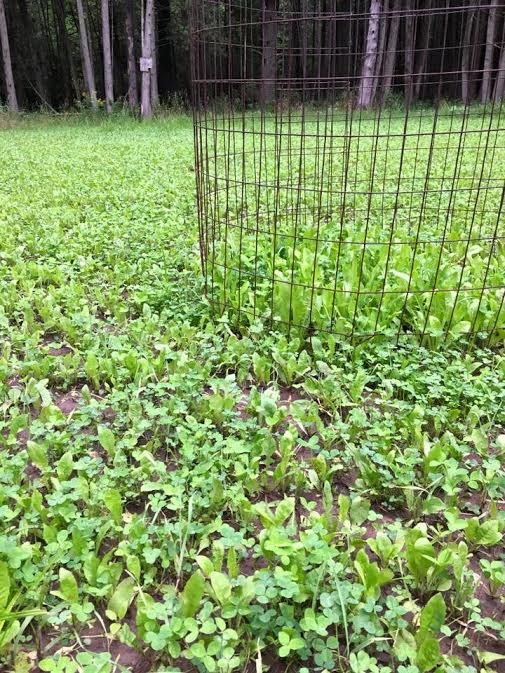 Clover Blend Plus Chicory