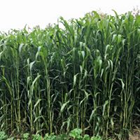 Food Plot Screen: HD Variety