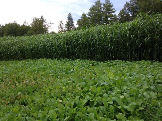 Food Plot Screen: HD Variety