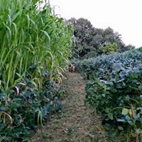 Food Plot Screen: HD Variety