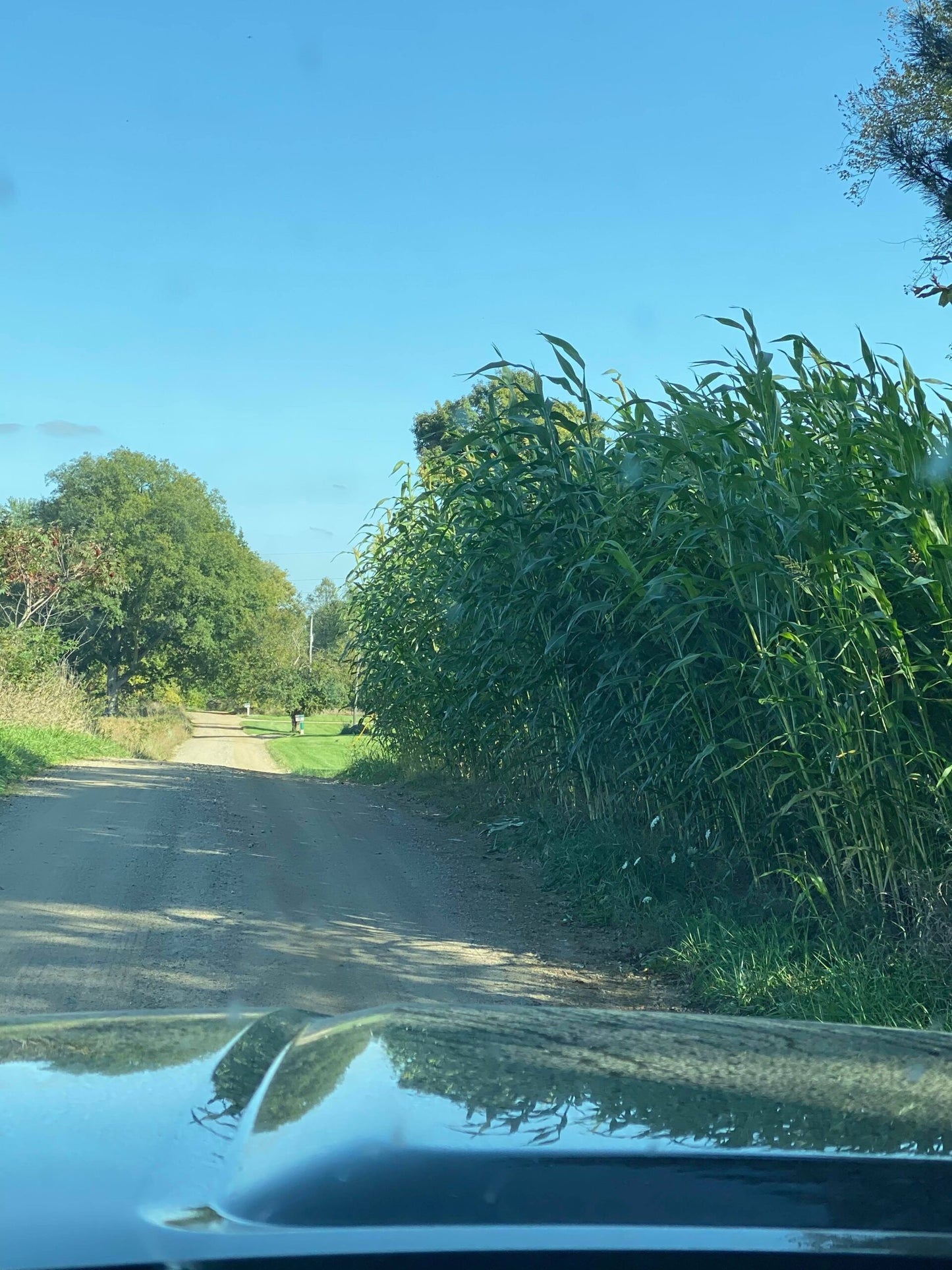 Food Plot Screen: HD Variety