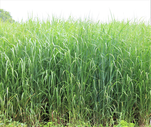RC Bigrock Switchgrass