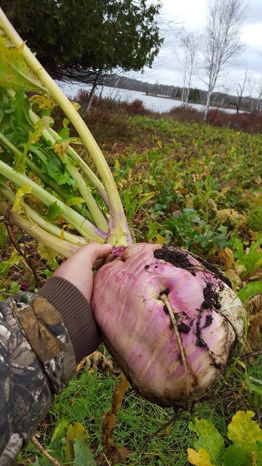 Sweet Feast Brassica Blend