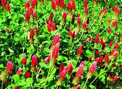 Crimson Clover