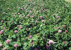 Medium Red Clover