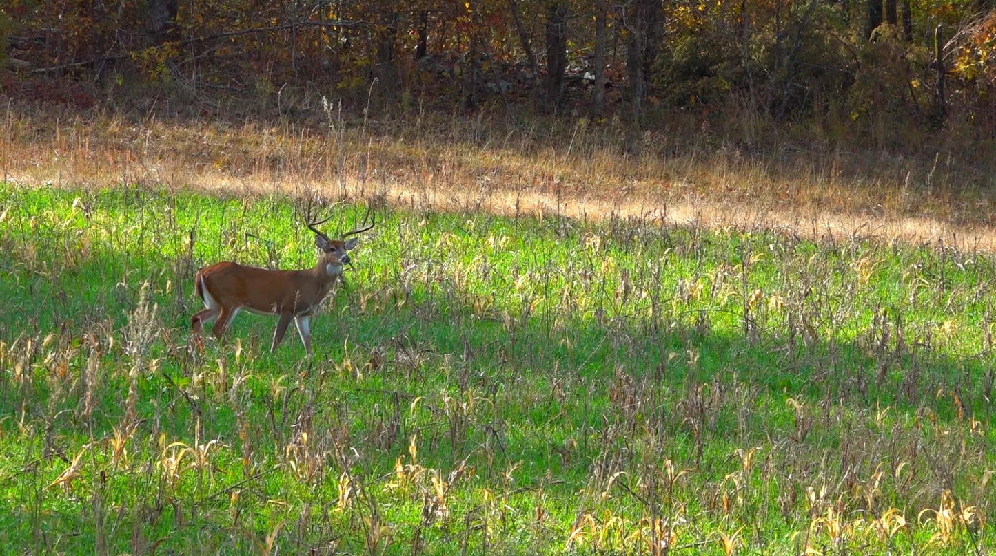 Fall Release 35lb bag (1/2 Acre)