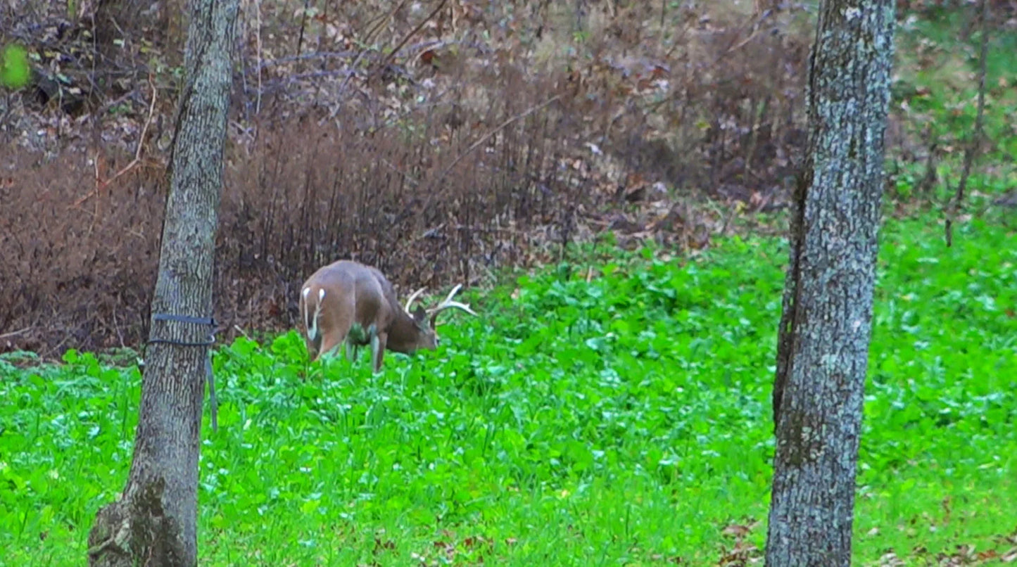 Fall Release 35lb bag (1/2 Acre)