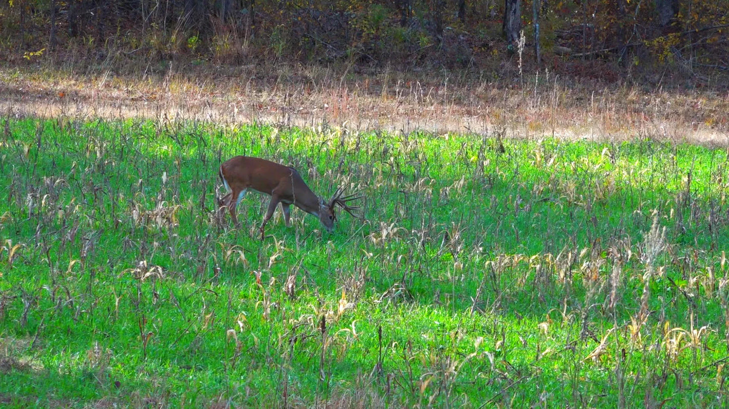 Fall Release 35lb bag (1/2 Acre)