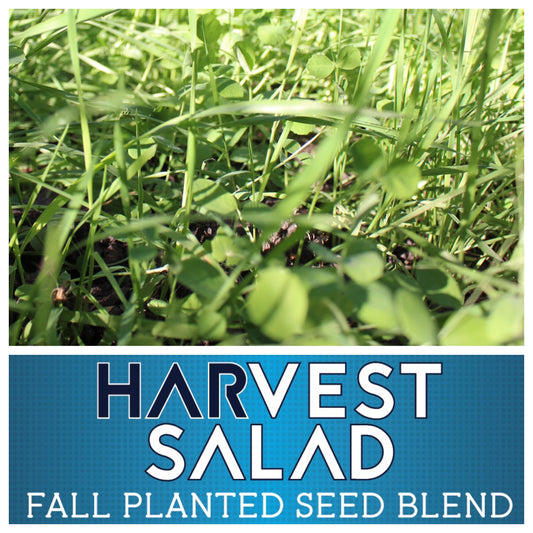 Harvest Salad